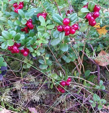 Holiday home Rentola