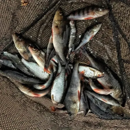 Dom wakacyjny Rentola Pääjärvi