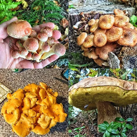 Rentola Paajarvi (Western Finland)