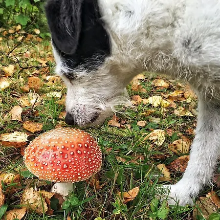 Dom wakacyjny Rentola