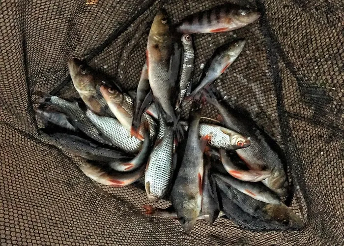 Σπίτι διακοπών Rentola Pääjärvi